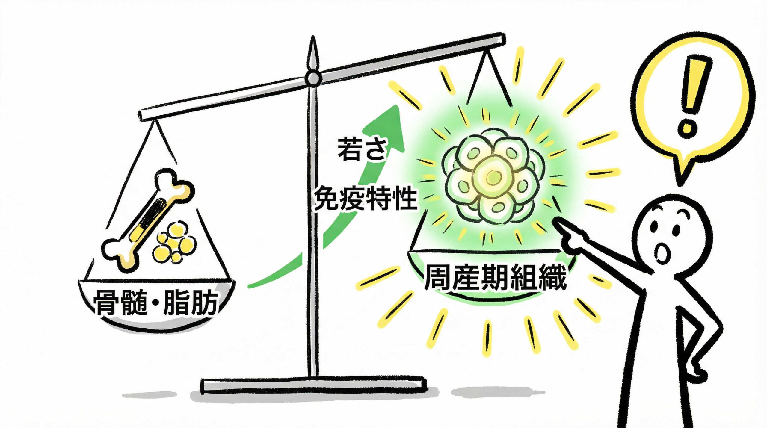 骨髄・脂肪由来と比較した周産期組織由来細胞の生物学的有用性